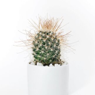 Cactus Vase